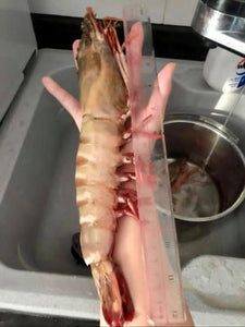 馬來西亞 急凍XXL沙巴老虎蝦 約1kg (5-7隻)(冷凍運輸)｜10月5日後到貨